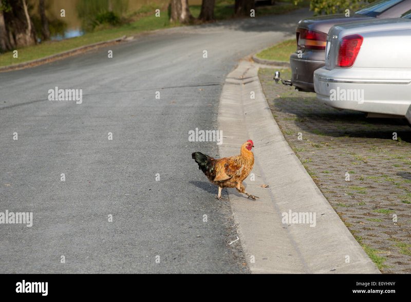 Best chicken road oficial in Spain