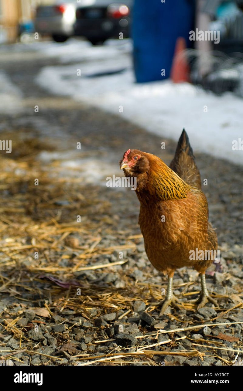 Chicken road online - Descubre el Misterio detrás del Juego de la Carretera del Pollo en España