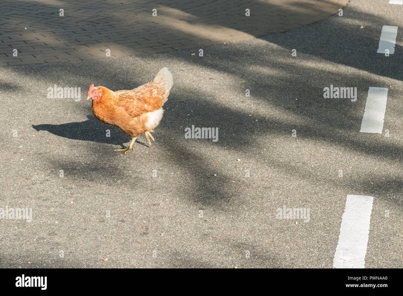 Juego chicken road - Descubre la adrenalina de Chicken Road en los casinos de España en vivo